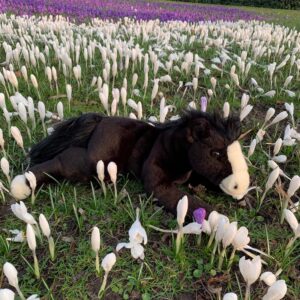 Hermann Teddy Liggend paard