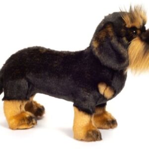 Alternative view of Hermann Teddy ruwharige teckel